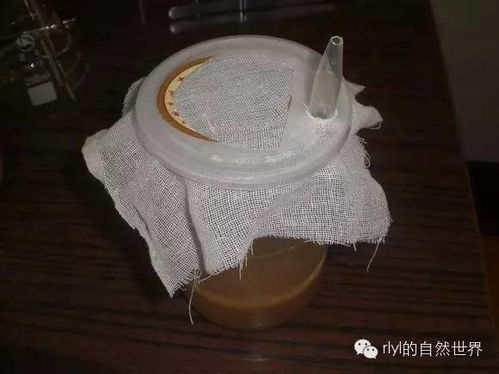爬宠食品 果蝇饲养喂食容器及培养基自制方法
