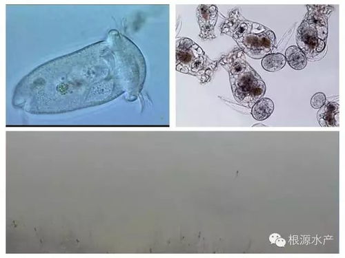 水产养殖池塘常见水色及调控方法