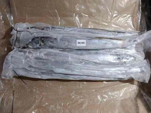 从上海进口带鱼需要准备什么资料